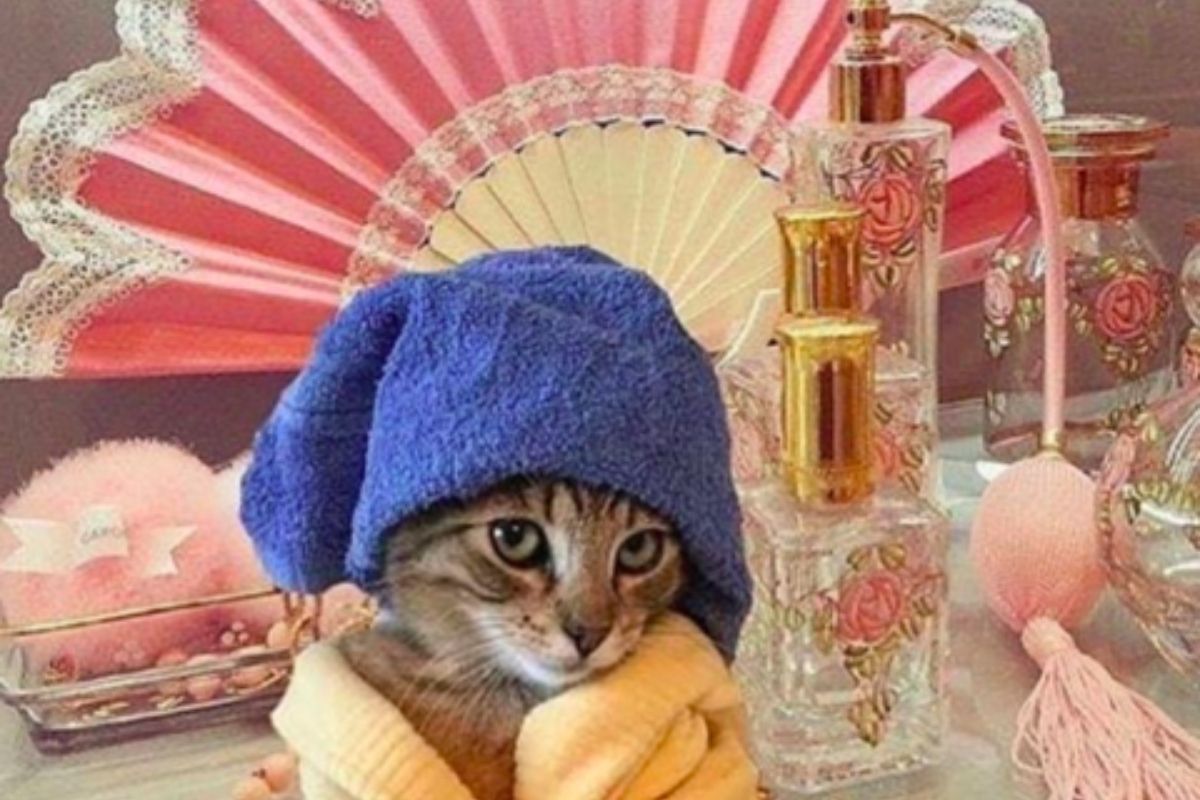 cat dressed in bathrobe and hair turban on a bath vanity