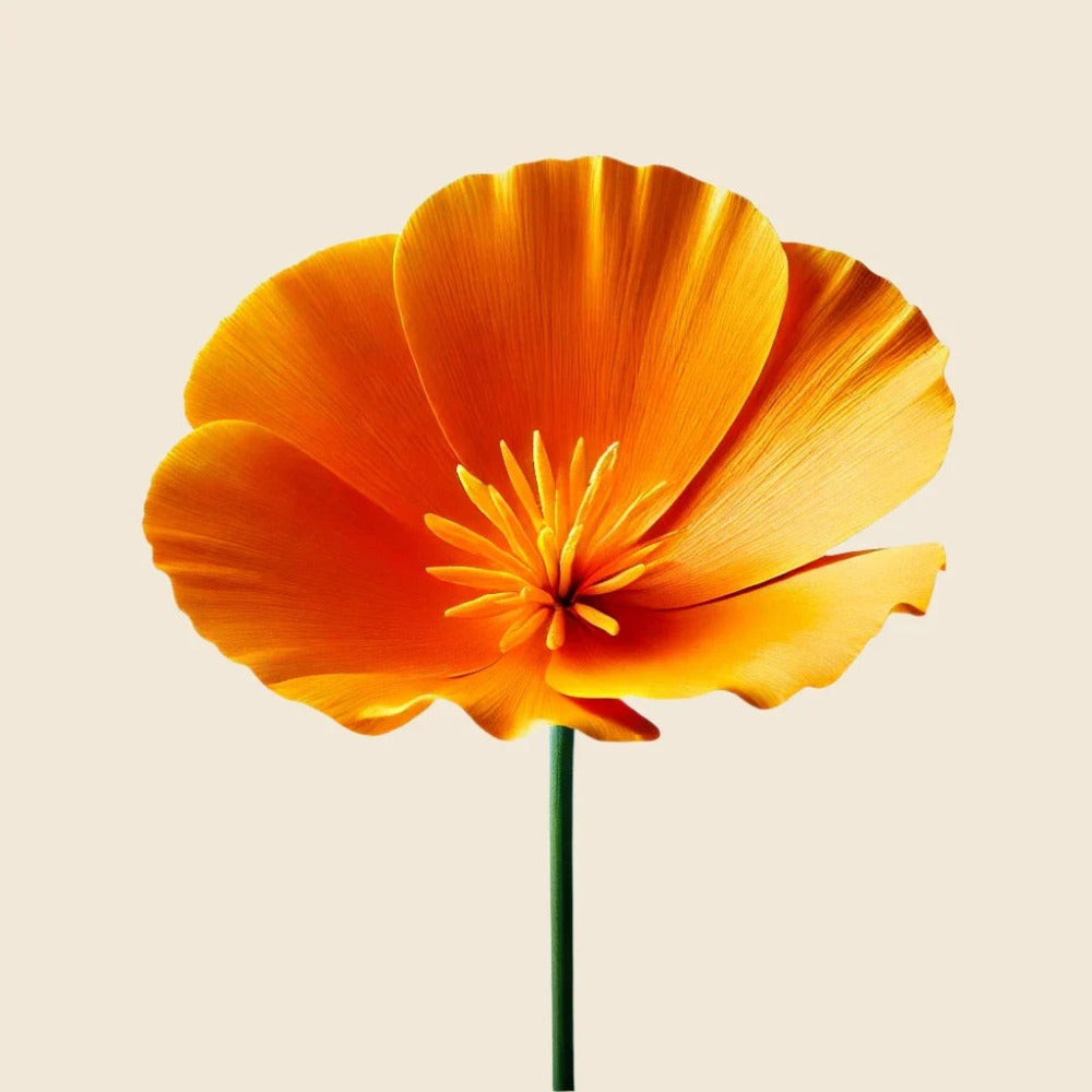 Biodynamic California poppy botanical in Oway Sea Salt Spray