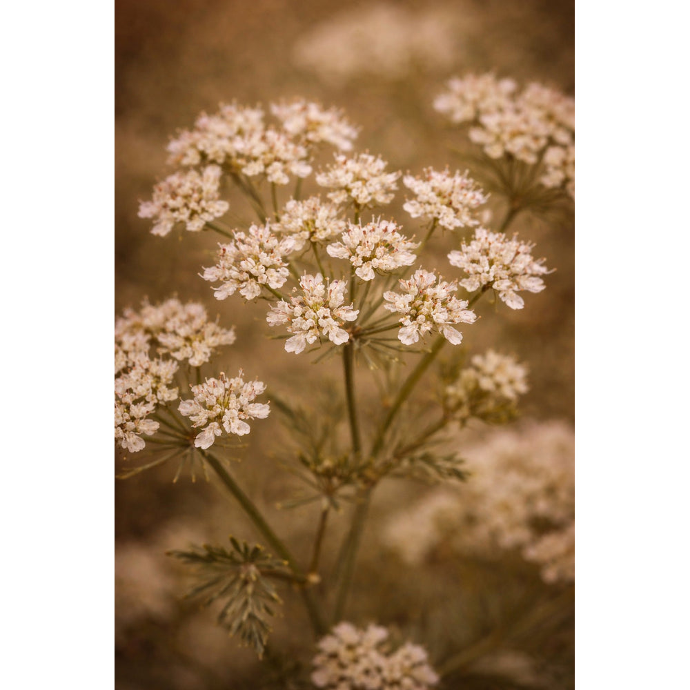 Organic caraway seed, key ingredient in Oway Smooth'n Glow Hair Serum