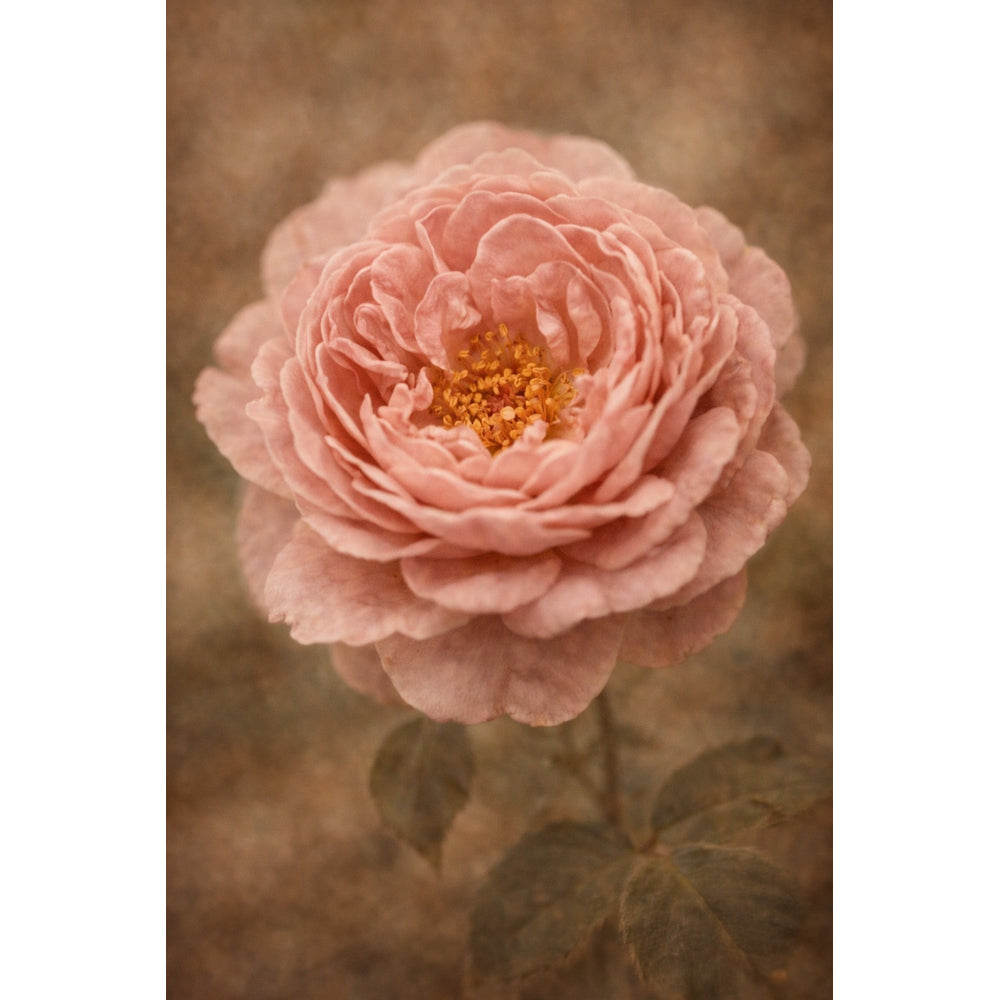 Biodynamic Damask rose, key ingredient in Oway Smooth'n Glow Hair Bath