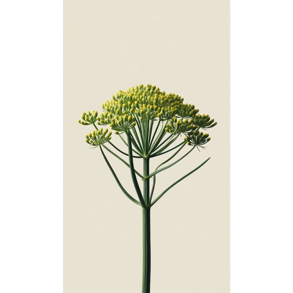 Fennel botanical featured in Oway Curly Hair Co-Wash